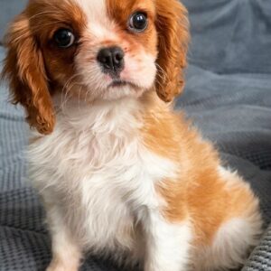 Giasa Cavalier King Charles Spaniel Giasa Cavalier King Charles Spaniel