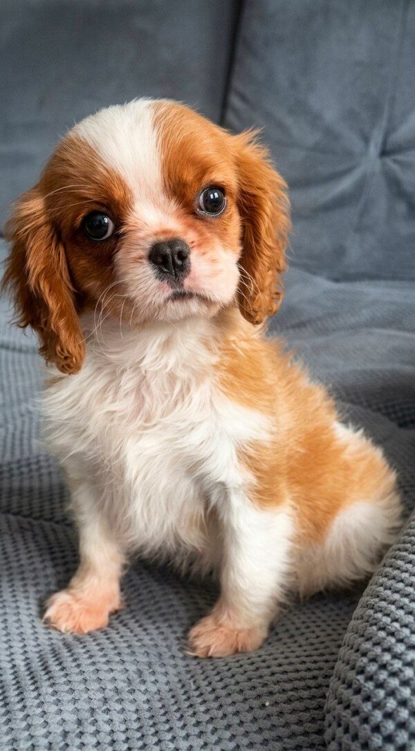 Giasa Cavalier King Charles Spaniel Giasa Cavalier King Charles Spaniel