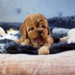 Gigin-male-Cavapoo-puppy-for-sale-1