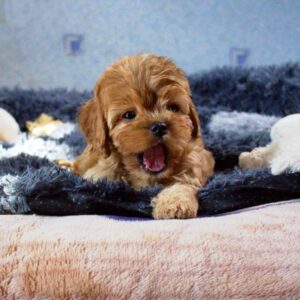 Gigin Cavapoo Gigin Cavapoo