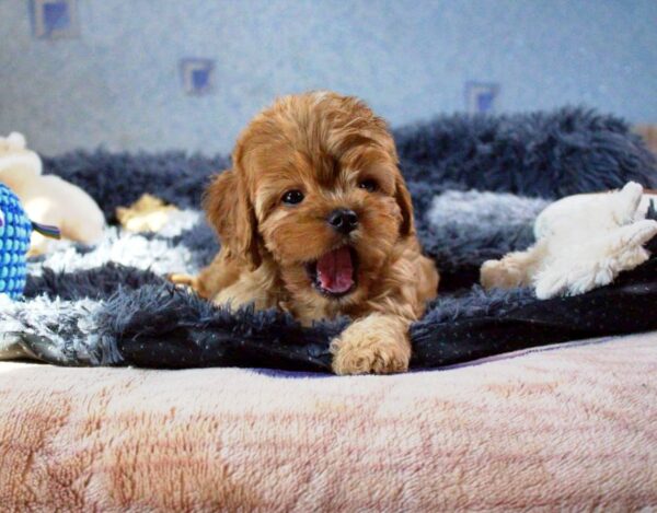 Gigin Cavapoo Gigin Cavapoo