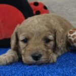 Gilby-male-cavapoo-puppy-for-sale-1 (1)