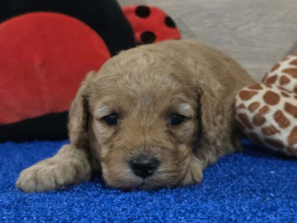 Gilby Cavapoo Gilby Cavapoo