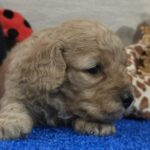 Gilby-male-cavapoo-puppy-for-sale-1 (2)