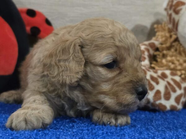 Gilby Cavapoo Gilby Cavapoo