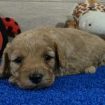 Gilby-male-cavapoo-puppy-for-sale-1 (3)
