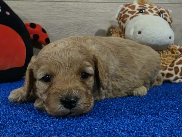 Gilby Cavapoo Gilby Cavapoo