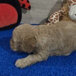 Gilby-male-cavapoo-puppy-for-sale-1 (4)