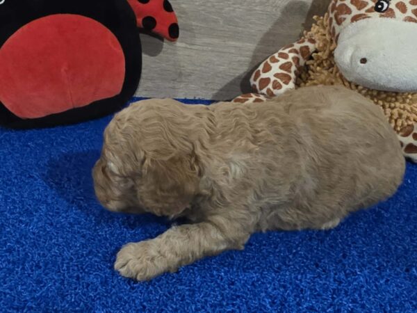 Gilby Cavapoo Gilby Cavapoo