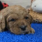 Gilroy-male-cavapoo-puppy-for-sale-1 (1)