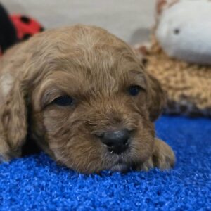 Gilroy Cavapoo