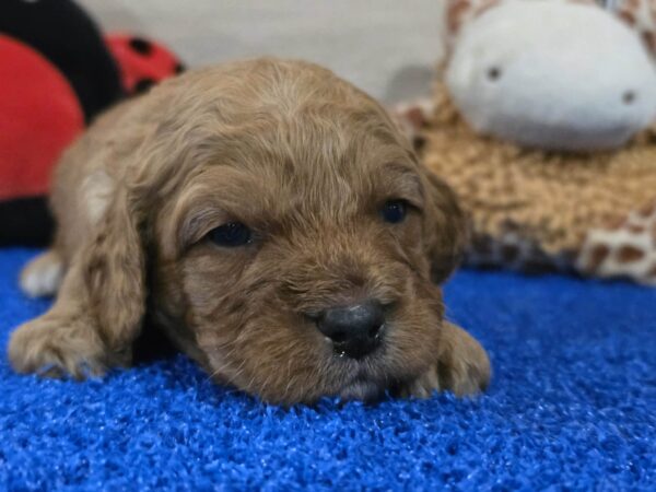 Gilroy Cavapoo Gilroy Cavapoo