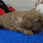 Gilroy-male-cavapoo-puppy-for-sale-1 (2)