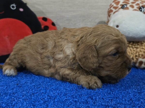 Gilroy Cavapoo Gilroy Cavapoo