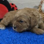 Gilroy-male-cavapoo-puppy-for-sale-1 (3)
