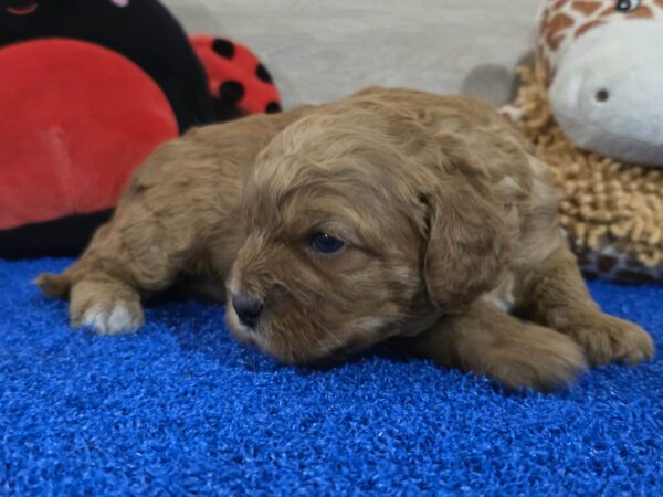 Gilroy Cavapoo Gilroy Cavapoo