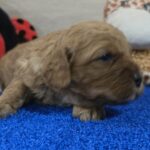 Gilroy-male-cavapoo-puppy-for-sale-1 (4)
