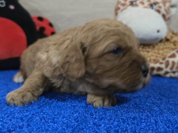 Gilroy Cavapoo Gilroy Cavapoo