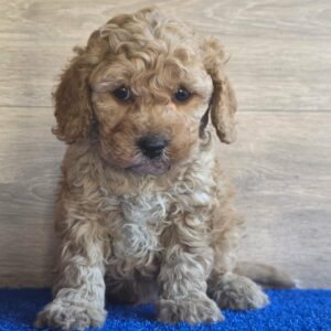 Gilroy Cavapoo Gilroy Cavapoo