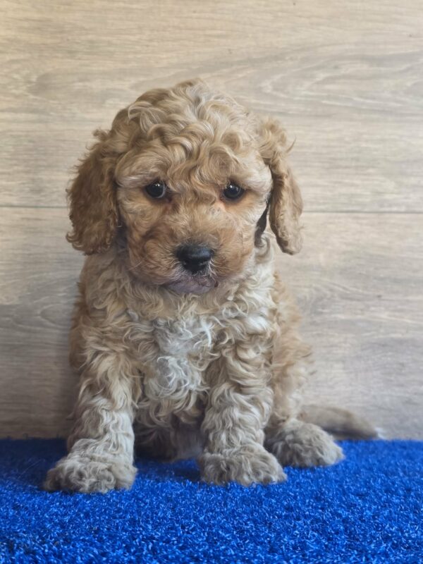 Gilroy Cavapoo Gilroy Cavapoo
