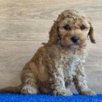 Gilroy-male-cavapoo-puppy-for-sale- (3)