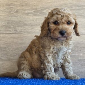 Gilroy Cavapoo Gilroy Cavapoo