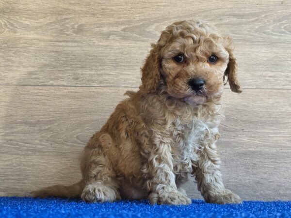Gilroy Cavapoo Gilroy Cavapoo