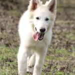 Giorgio-male-wss-puppy-for-sale- (1)