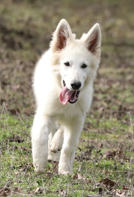 Giorgio White Swiss Shepherd Giorgio White Swiss Shepherd