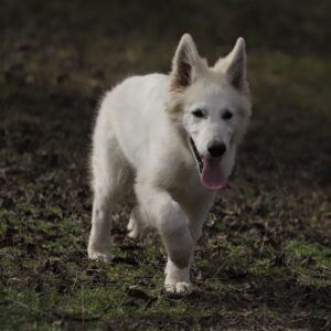 Giorgio White Swiss Shepherd Giorgio White Swiss Shepherd