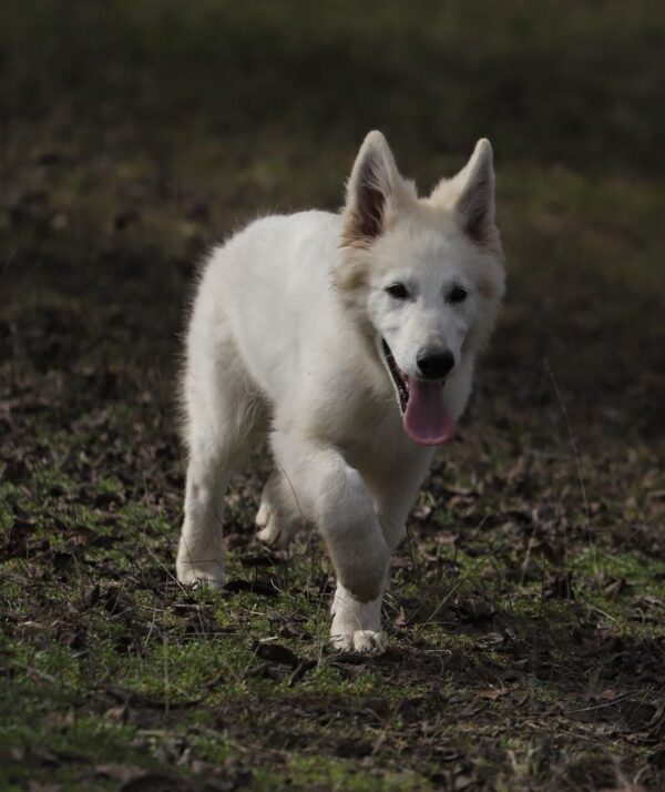 Giorgio White Swiss Shepherd Giorgio White Swiss Shepherd