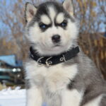 Glacia-female-Siberian-husky-puppy-for-sale-1