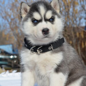 Glacia Siberian Husky Glacia Siberian Husky
