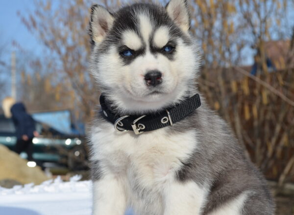 Glacia Siberian Husky Glacia Siberian Husky