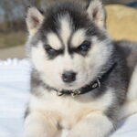 Glacia-female-Siberian-husky-puppy-for-sale-2