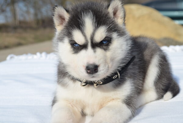 Glacia Siberian Husky Glacia Siberian Husky