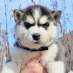 Glacia-female-Siberian-husky-puppy-for-sale-3