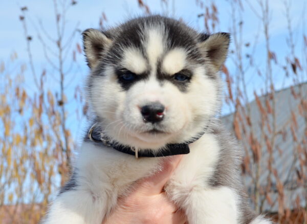 Glacia Siberian Husky Glacia Siberian Husky