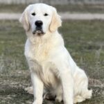 Gloin-male-Retriever-puppy-for-sale-1
