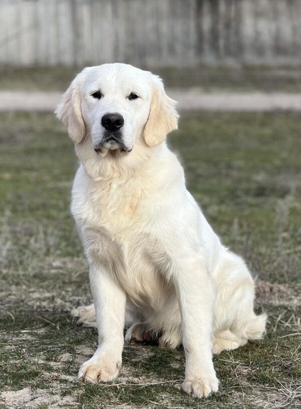 Gloin Golden Retriever Gloin Golden Retriever