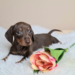 Gloria Miniature Dachshund Gloria Miniature Dachshund