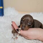 Gloria-female-miniature-dachshund-puppy-for-sale- (1)