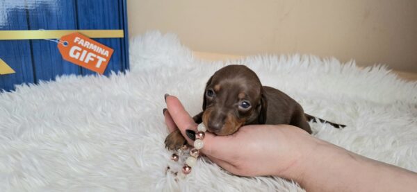 Gloria Miniature Dachshund Gloria Miniature Dachshund