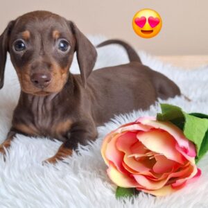 Gloria Miniature Dachshund Gloria Miniature Dachshund