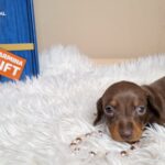 Gloria-female-miniature-dachshund-puppy-for-sale- (2)