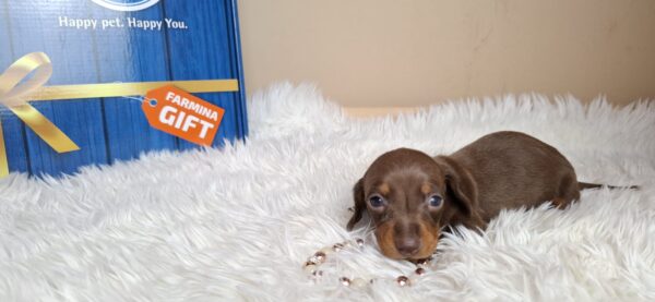 Gloria Miniature Dachshund Gloria Miniature Dachshund