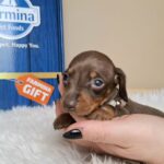 Gloria-female-miniature-dachshund-puppy-for-sale- (3)