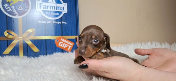 Gloria Miniature Dachshund Gloria Miniature Dachshund