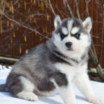 Glowy-female-Siberian-husky-puppy-for-sale-1