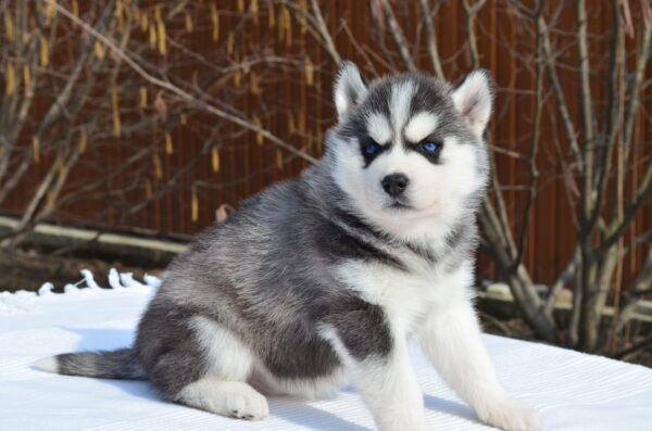 Glowy Siberian Husky Glowy Siberian Husky